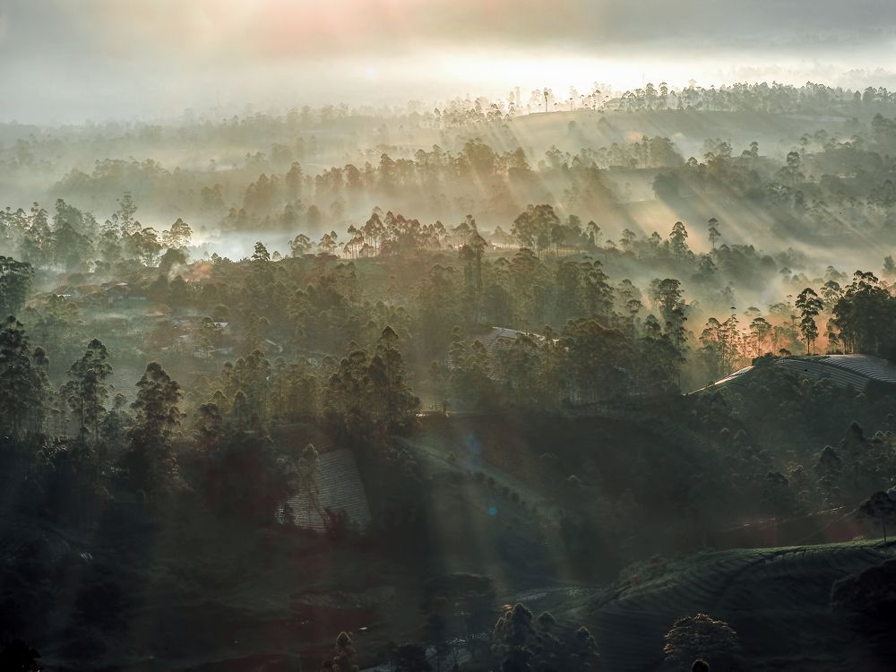 Photograph by Lugyanti Sukrisman