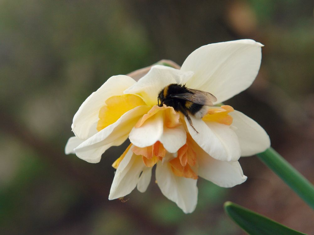 Где ночуют шмели!