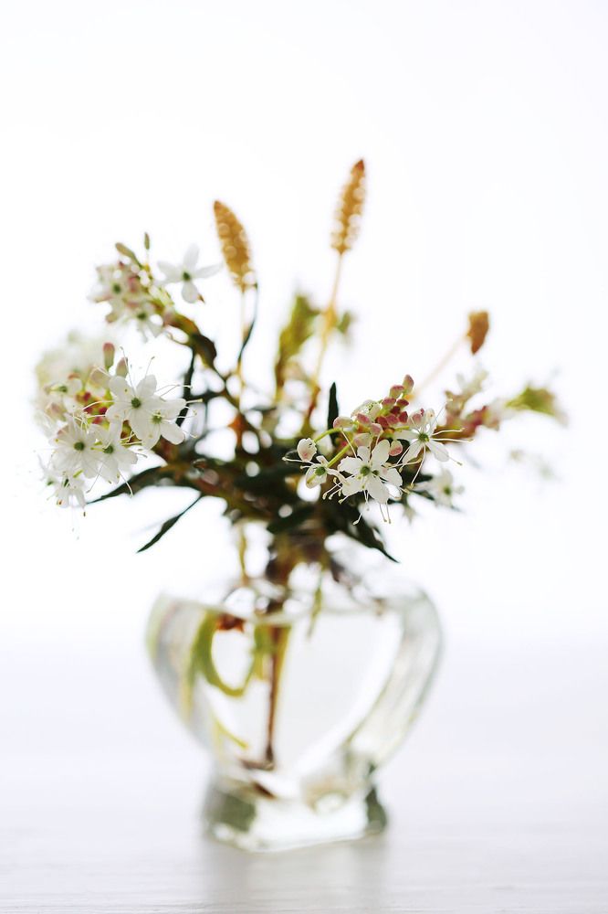 Цветы багульника