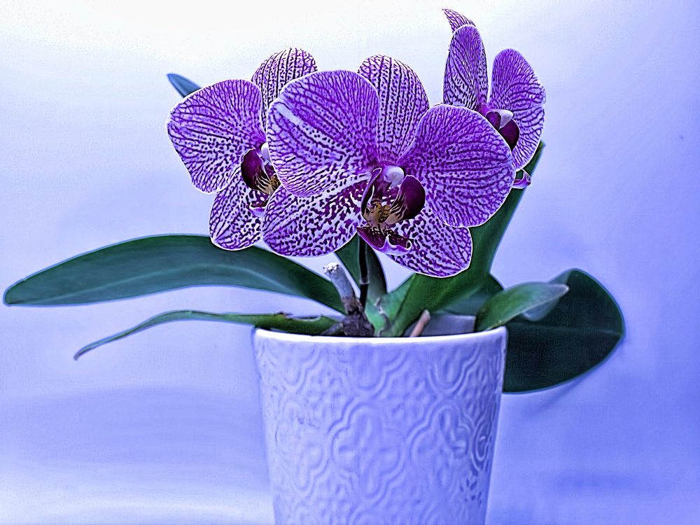 Photograph by Art Bisschop