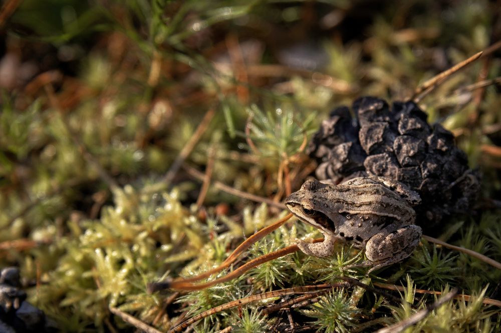 Лесной житель