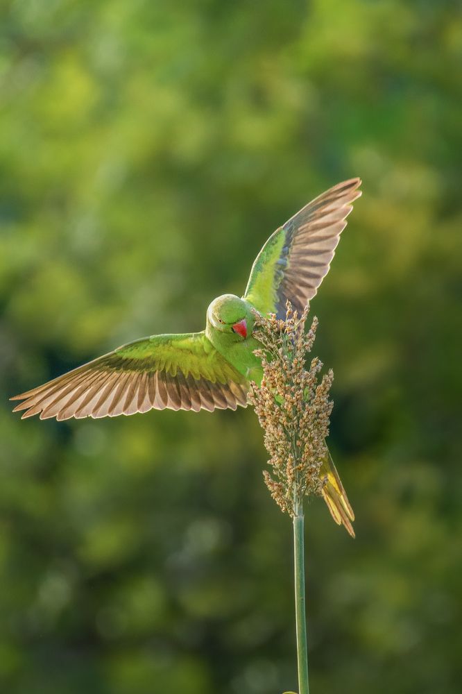 Photograph by Suman Paul