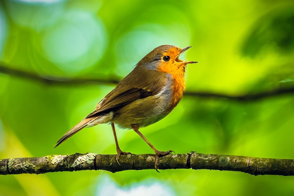 Robin