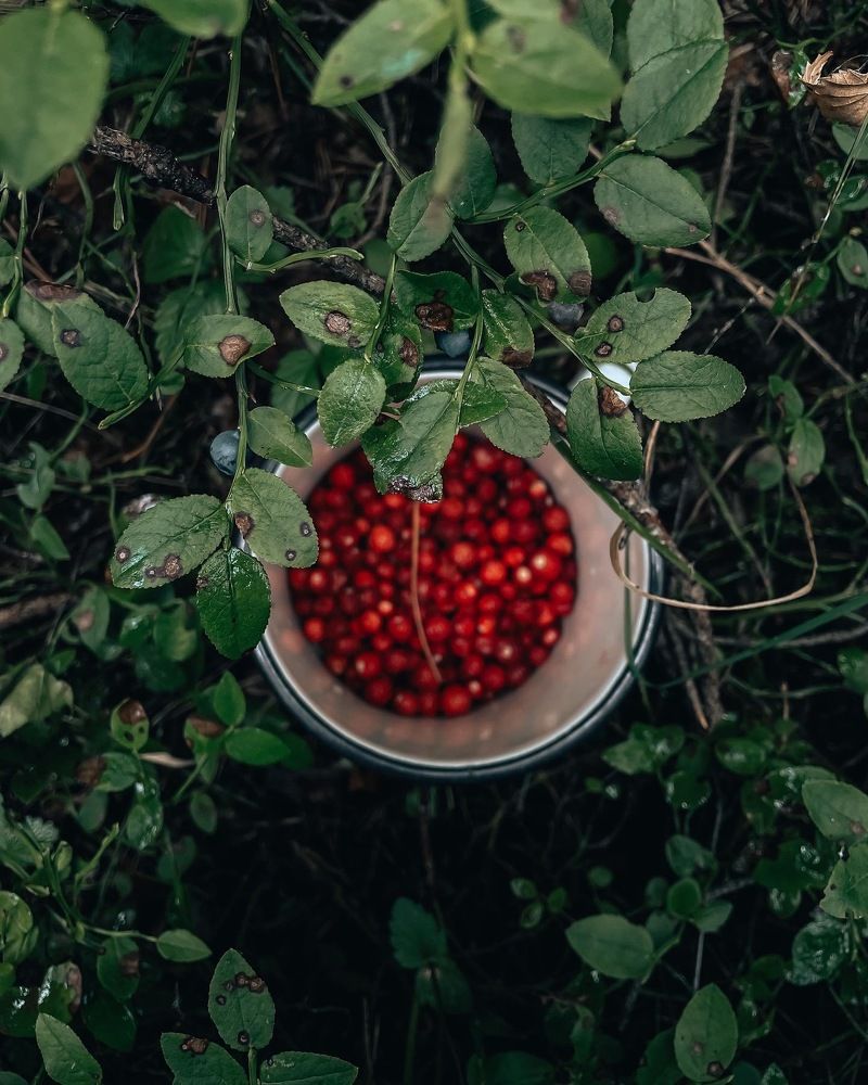 Photograph by Анастасия Могилевец