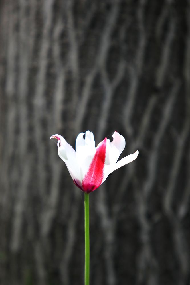 Photograph by mehdi karimi souderjani