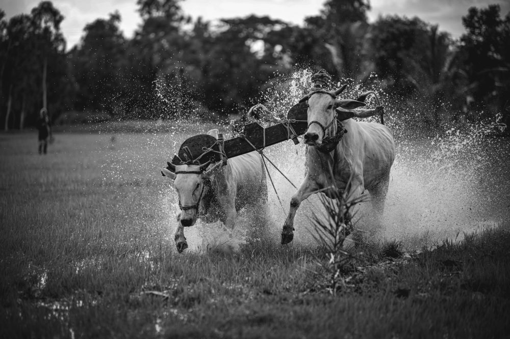 Фотография автора Pramit Karmakar
