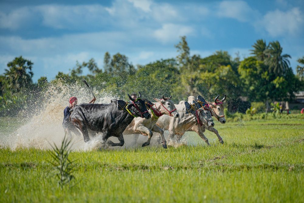 Фотография автора Pramit Karmakar