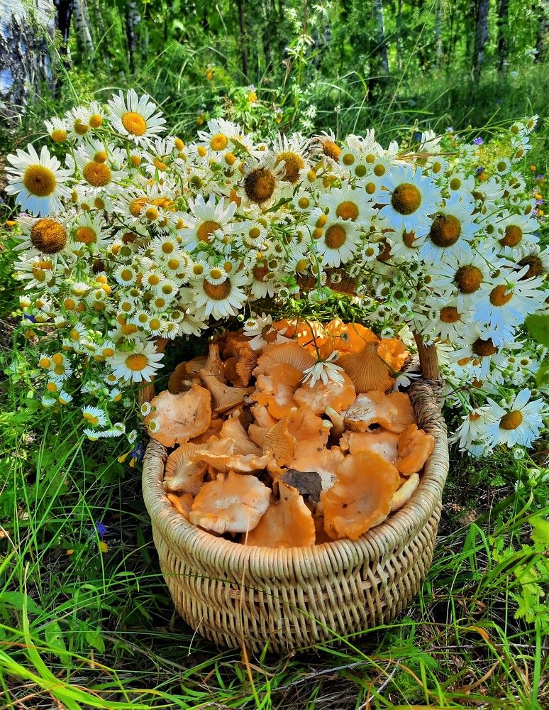 Фотография автора Елена Пикатова