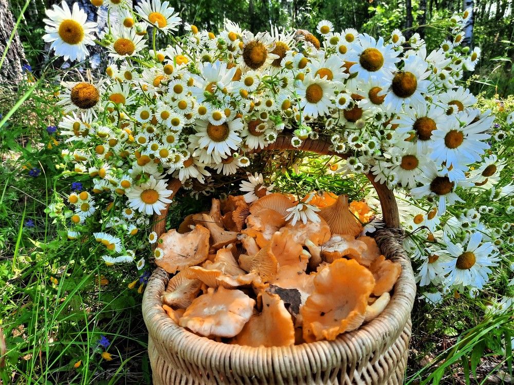 Фотография автора Елена Пикатова