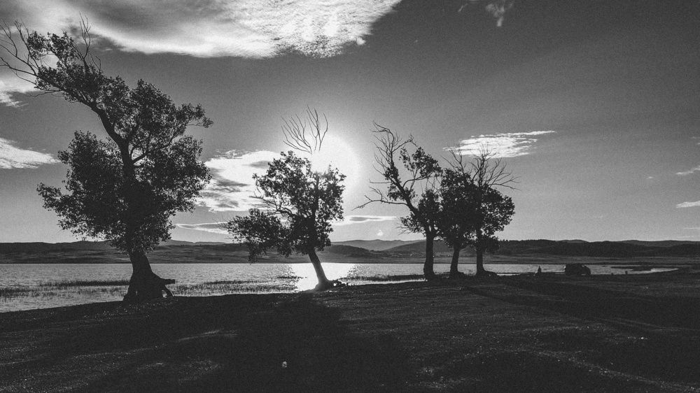 Alone with the trees