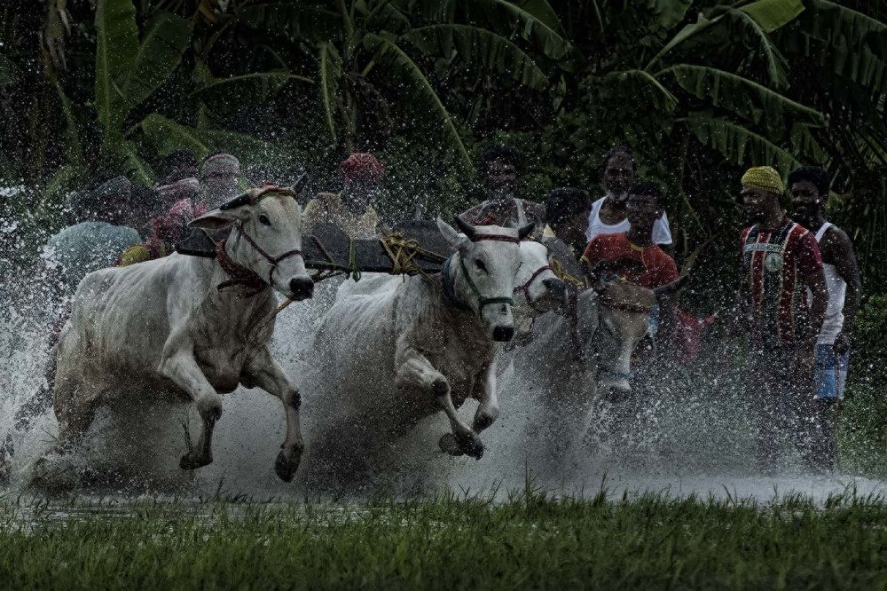 Photograph by SUBRATA CHOWDHURY