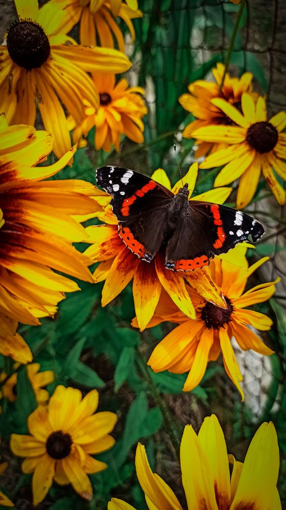 Фотография автора Алёна Подгорная