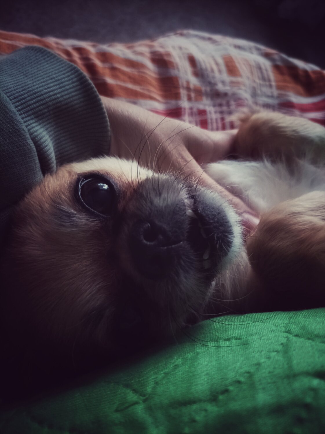 Photo #7840464