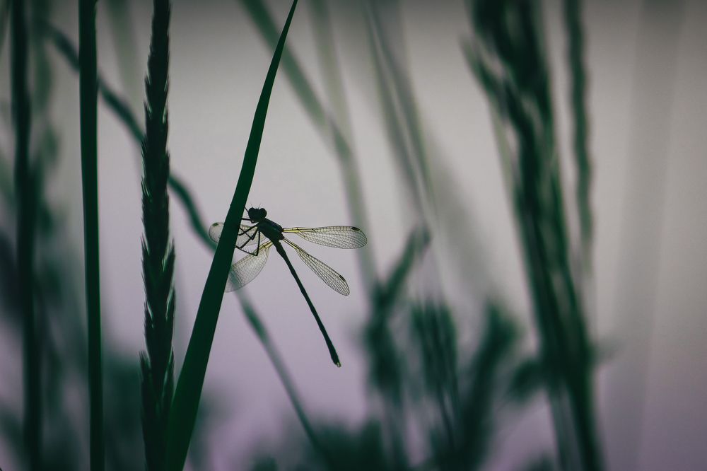 Photograph by Николай Стрельников