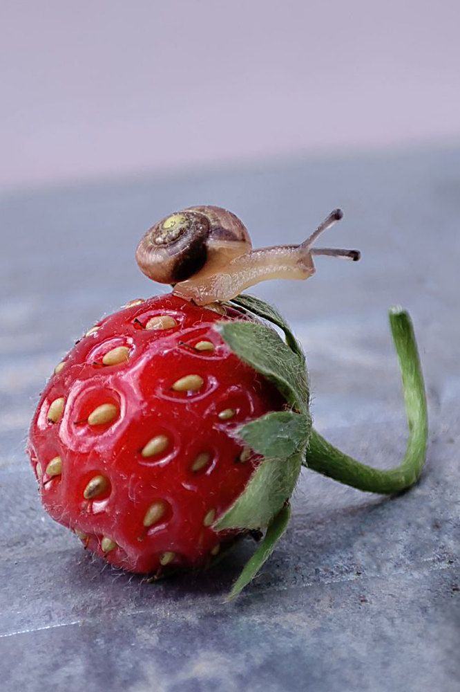 Photograph by Татьяна Чиглинцева