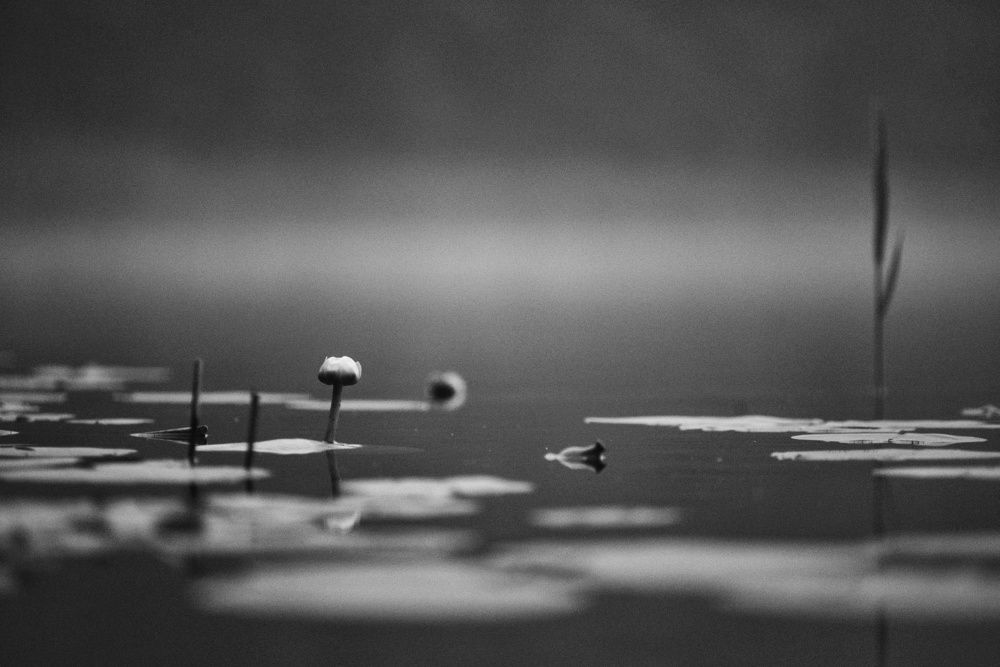 Photograph by 