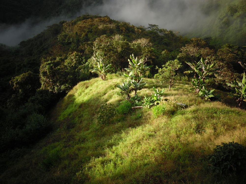 Plátano, Caña y Café