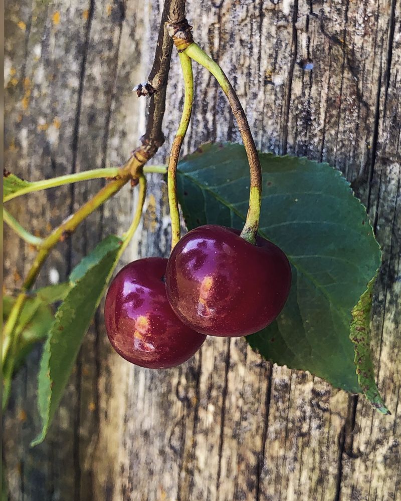 Photograph by Halina Mitsevich