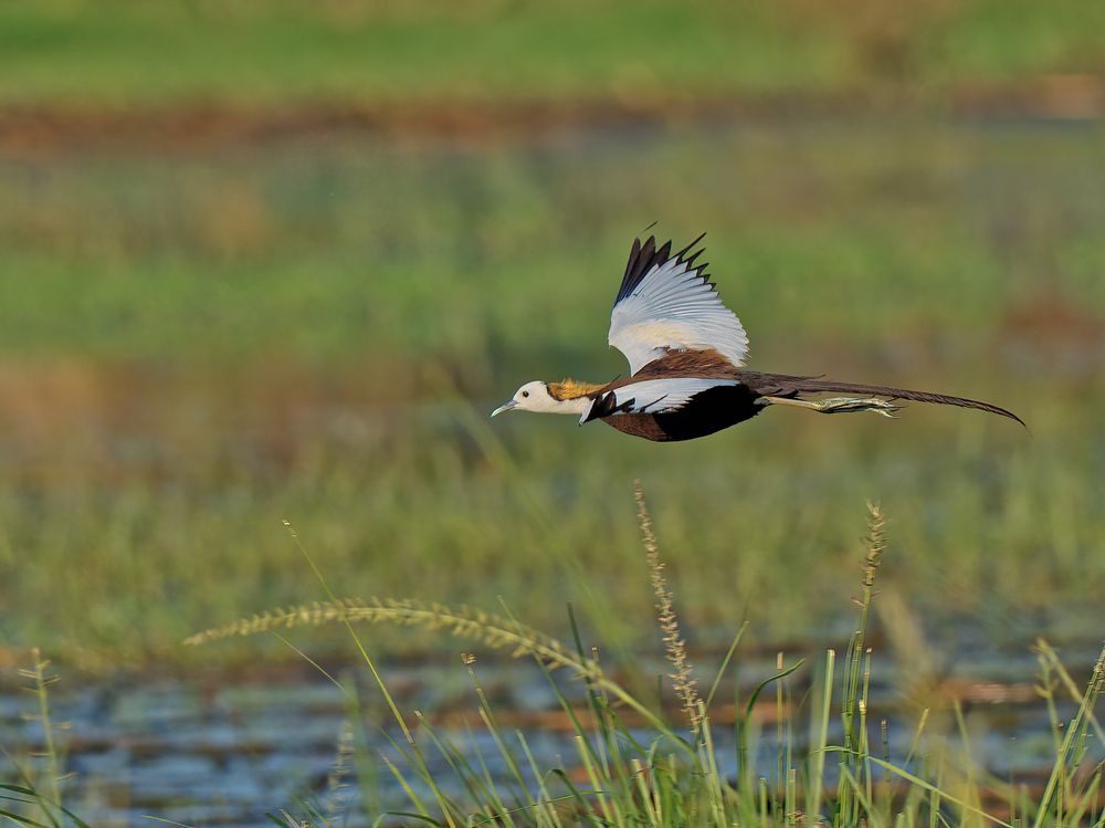 Photograph by RAJESH MAHAJAN