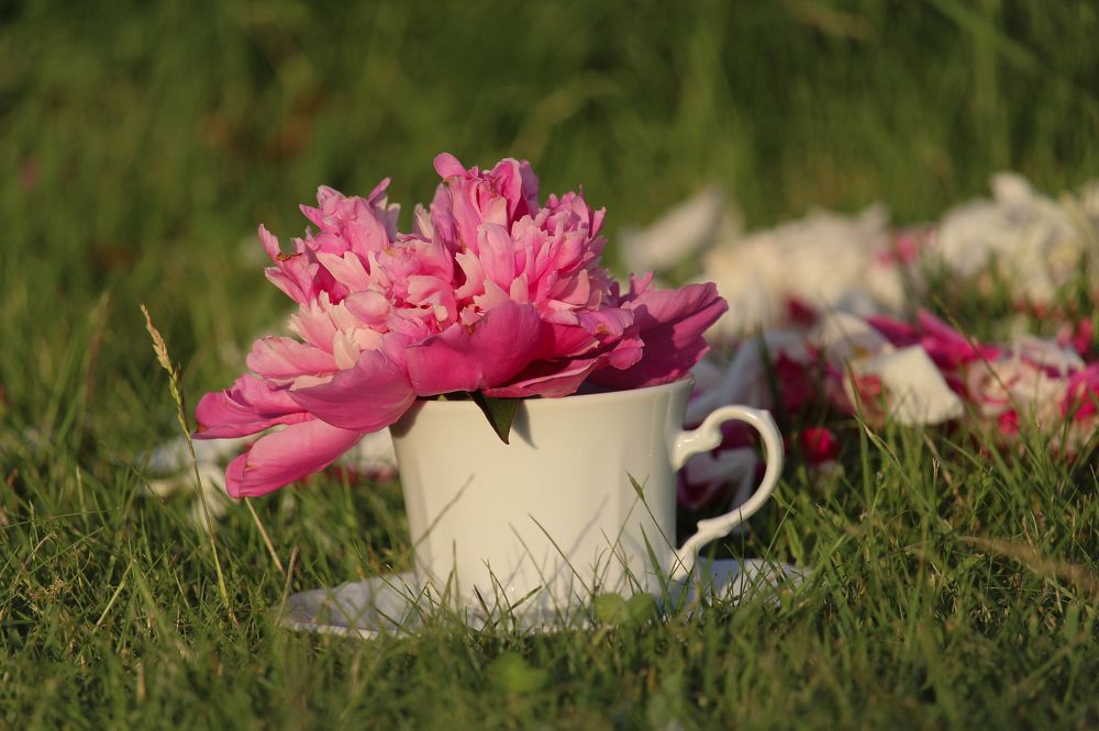 Фотография автора Olga Schneider