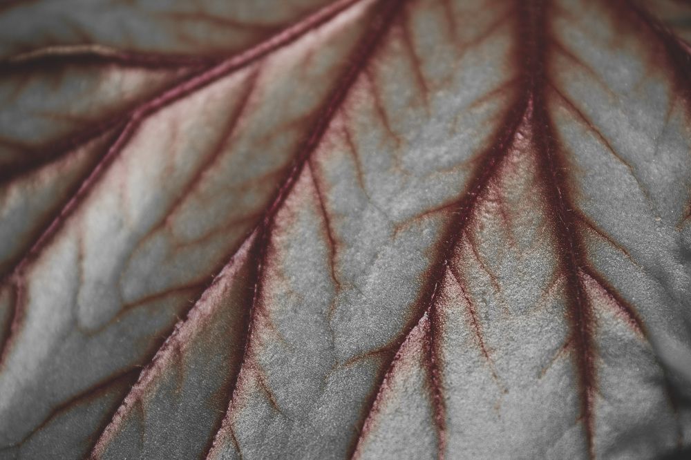 Photograph by Adelina Truhcheva