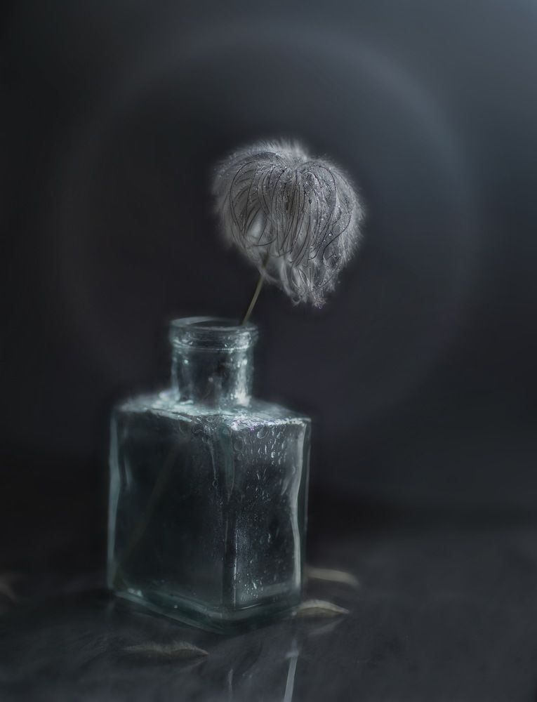 пухнастое чудо*