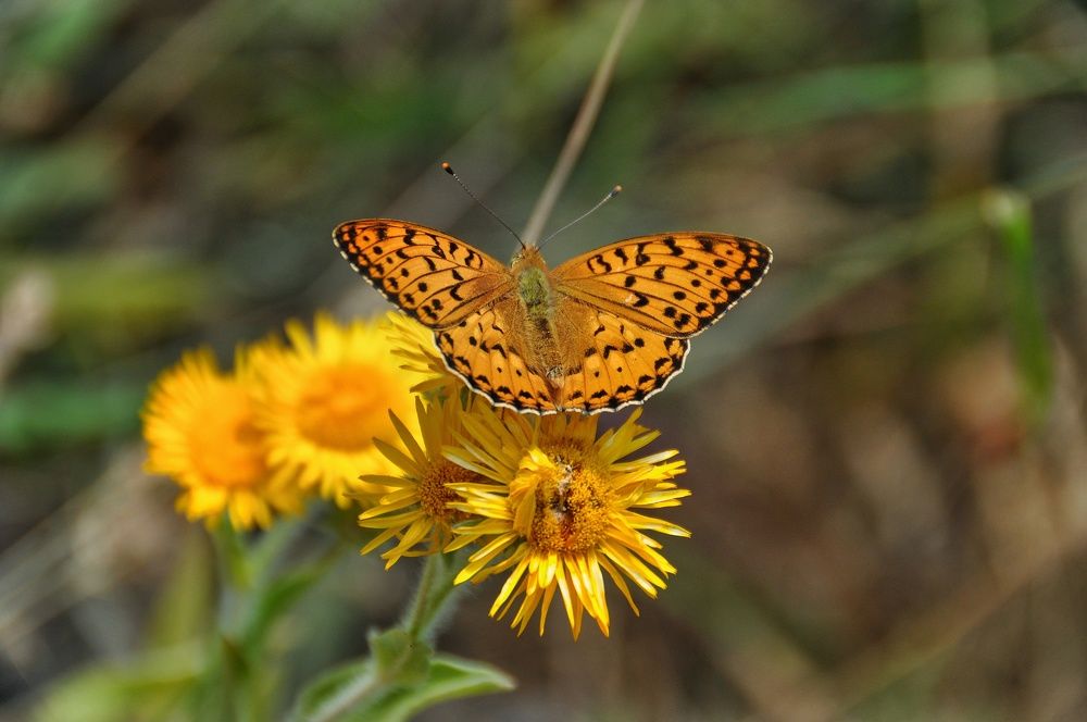 Photograph by mohammad tahmasebi