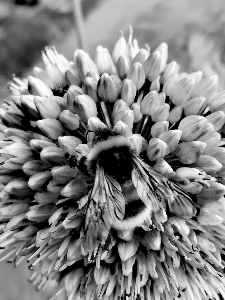 Yes, you are my bumblebee, and I am a flower.