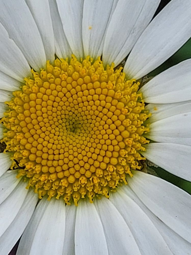 Photograph by Ирина Дружинина