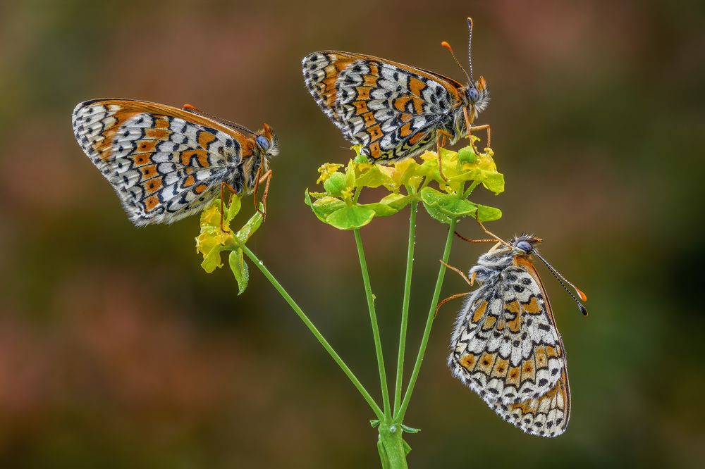 Photograph by Sara Jazbar