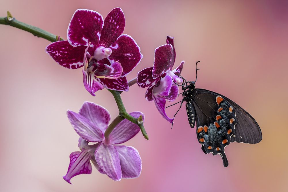 Photograph by Sara Jazbar