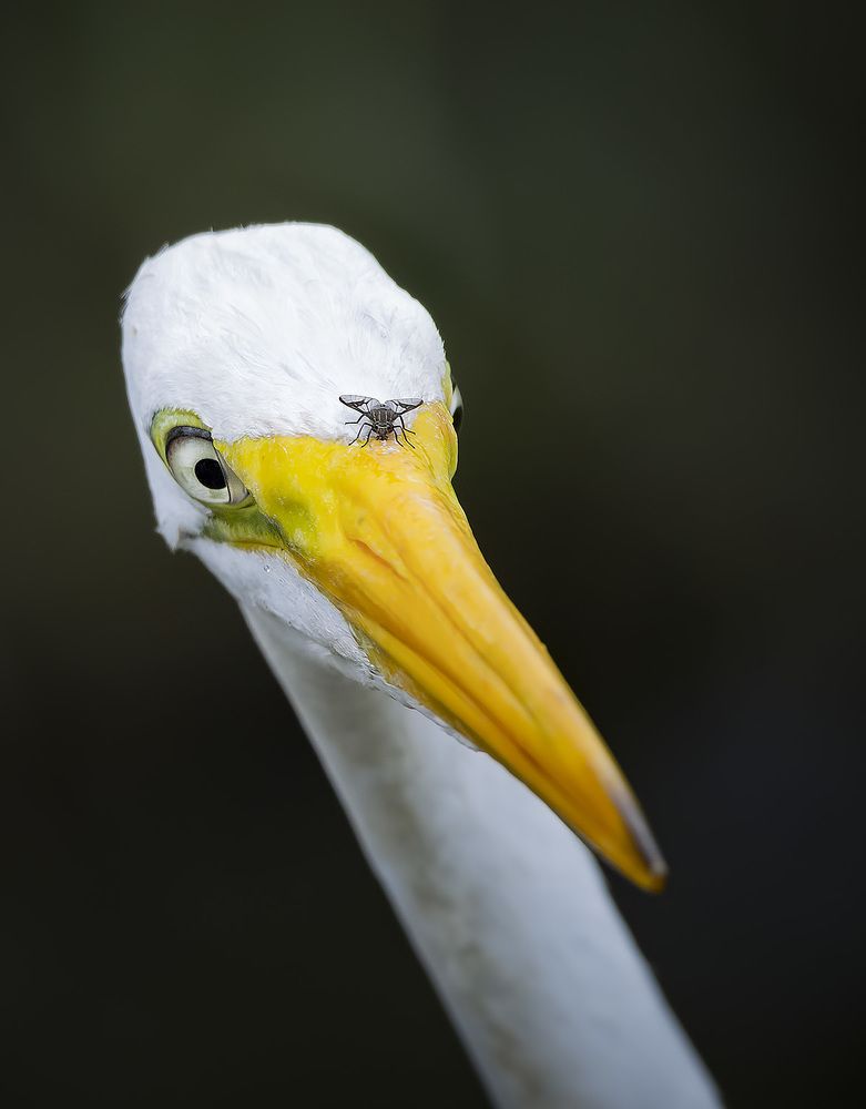 Photograph by André Inidio