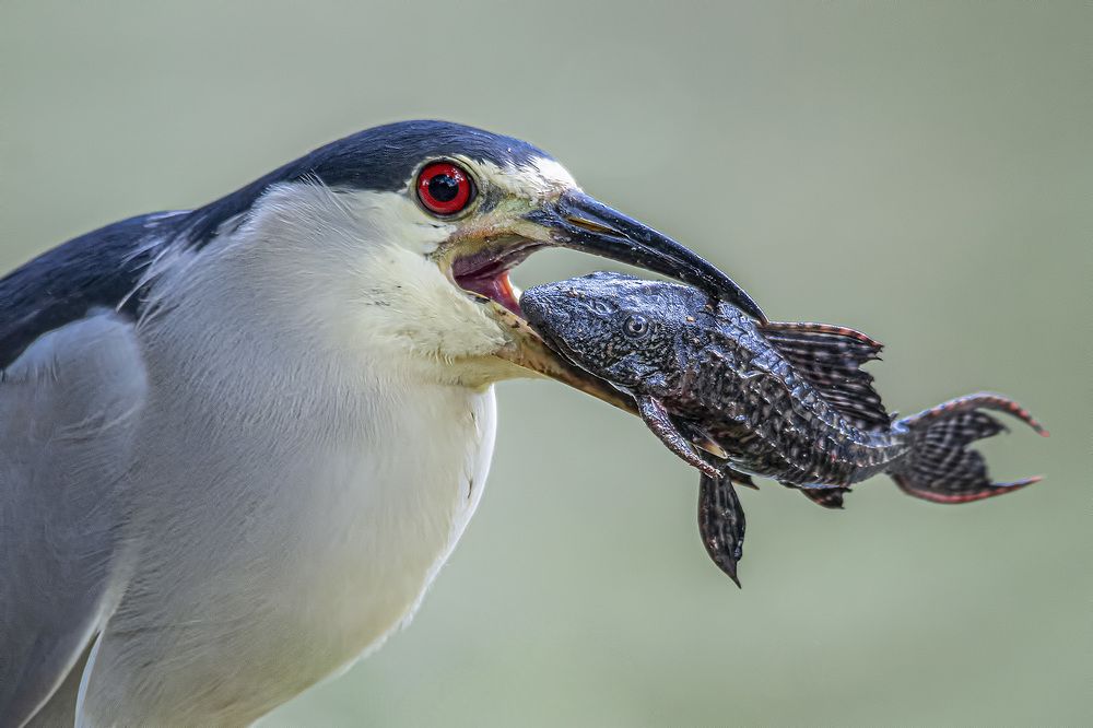Photograph by André Inidio