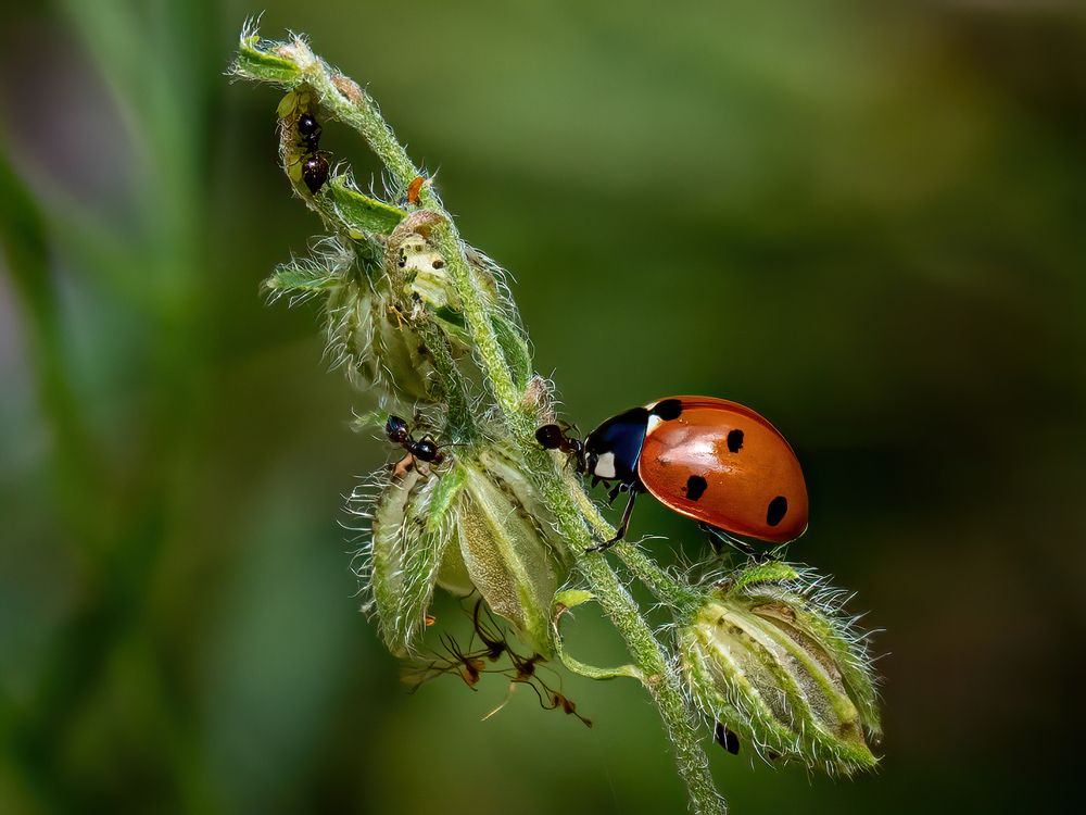Photograph by Слави Котаров