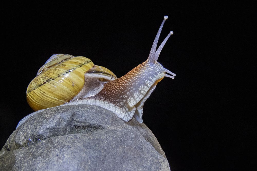 Улитка / Snail