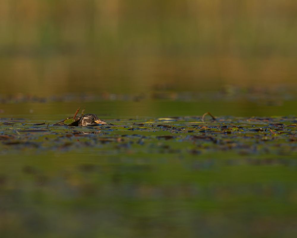 Photograph by prasanth muralidharan