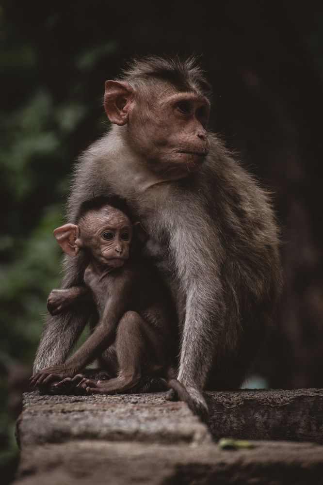 Photograph by Vineeth V V