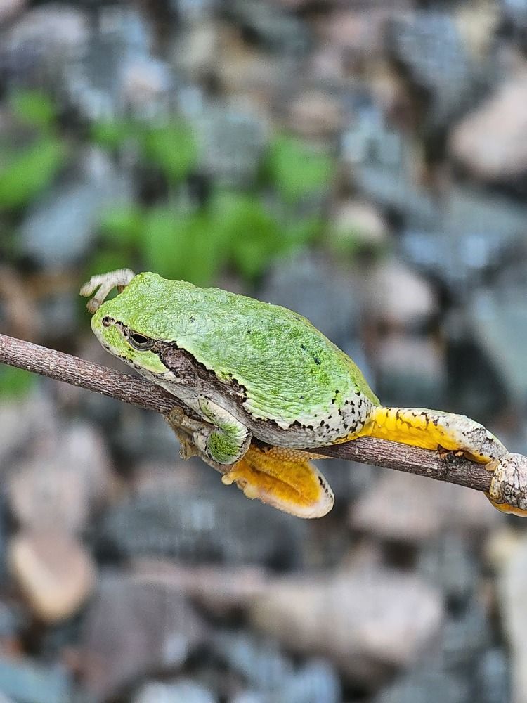 Зелёное чудо.