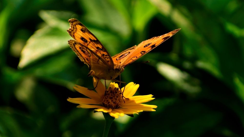 Photograph by Ridham Parikh