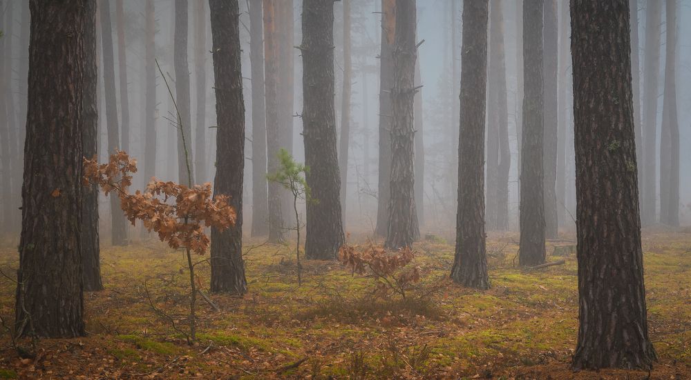 Сюжеты туманного леса