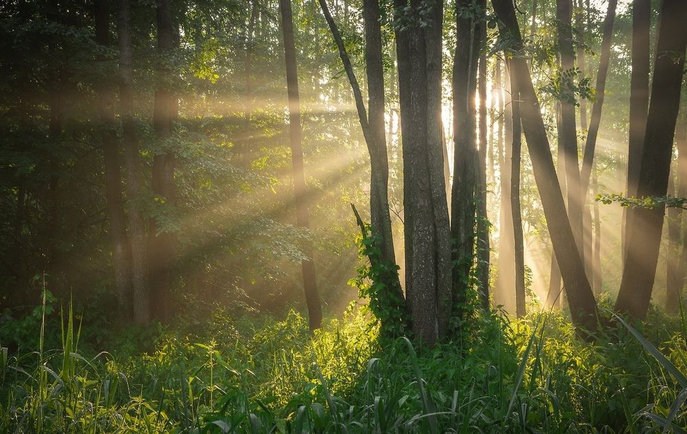 Утренний свет