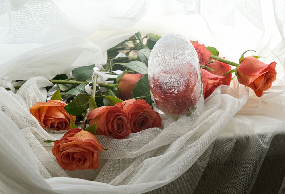 Фотография автора Елена