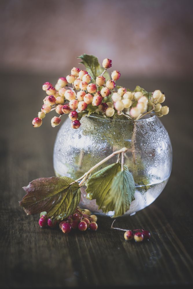 Калина неспелая. Viburnum is unripe.