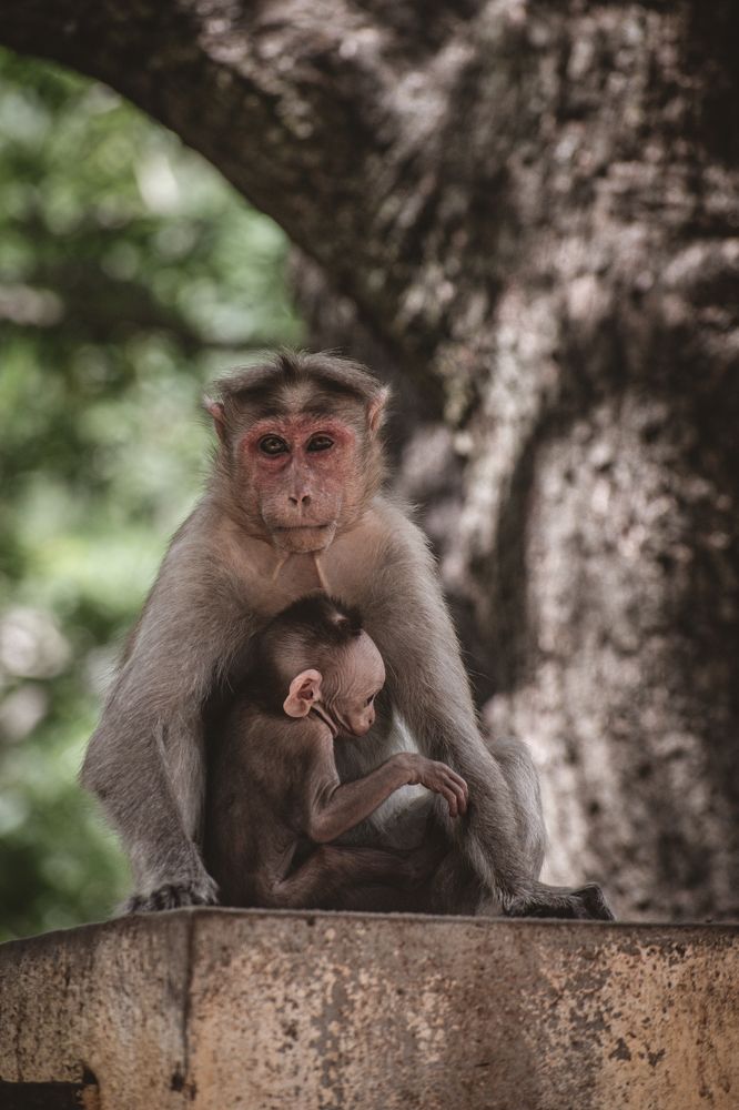 Photograph by Vineeth V V