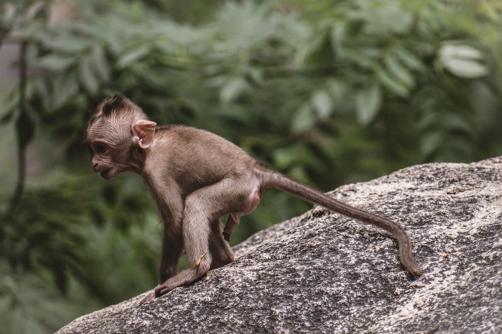 Photograph by Vineeth V V