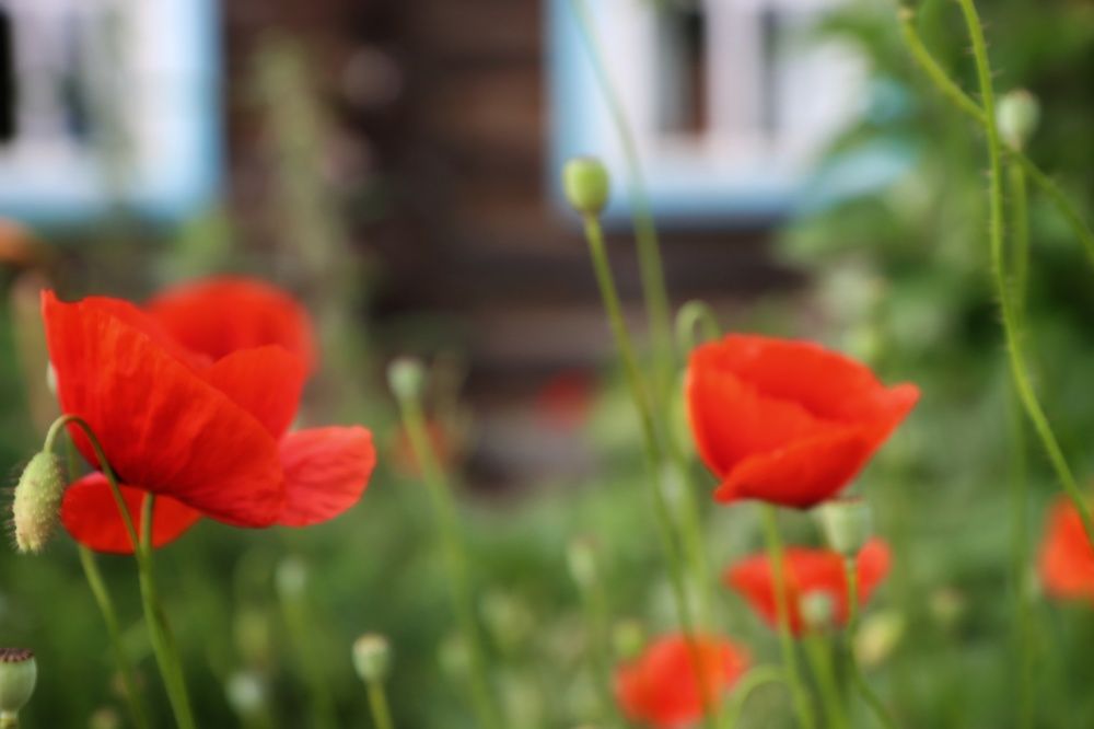 Photograph by Ирина Новицкая