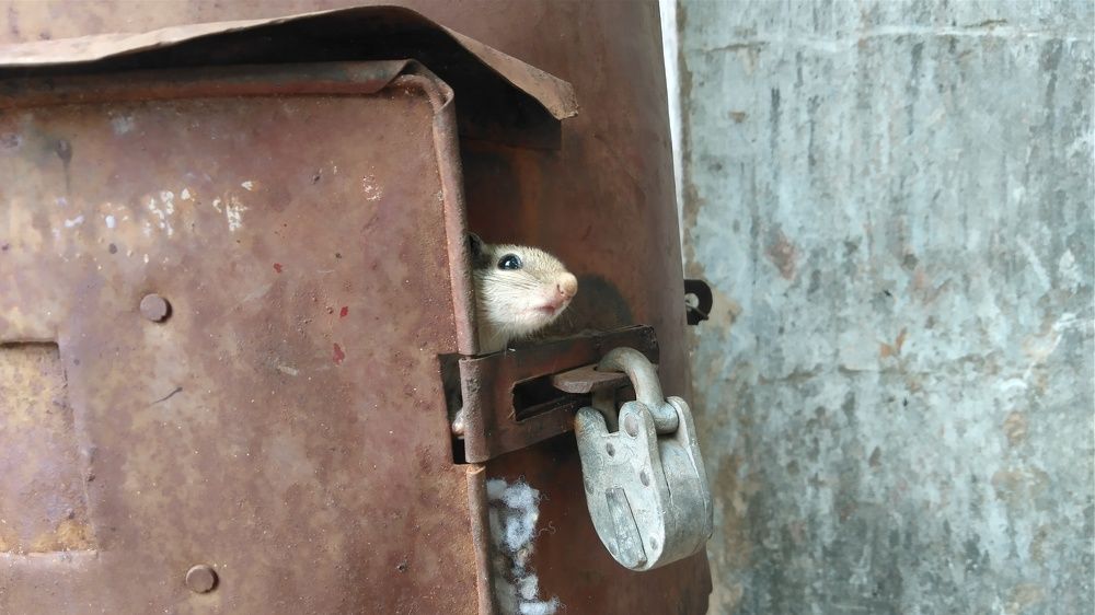 Playing Hide And Sick