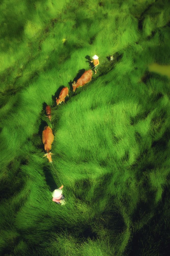 Photograph by Nguyen Ngoc Tuan