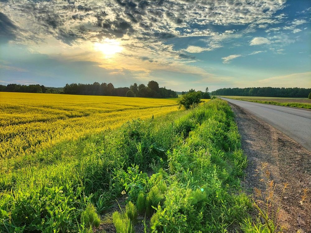 Рапсовое поле