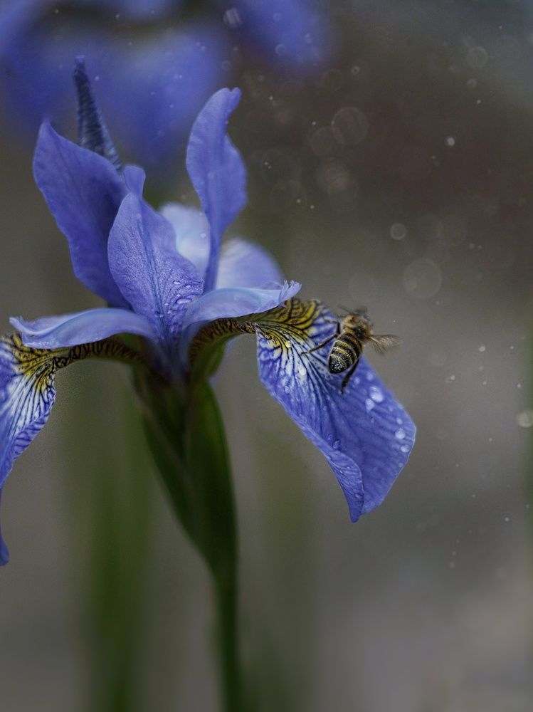 Photograph by Юлия Марфонова